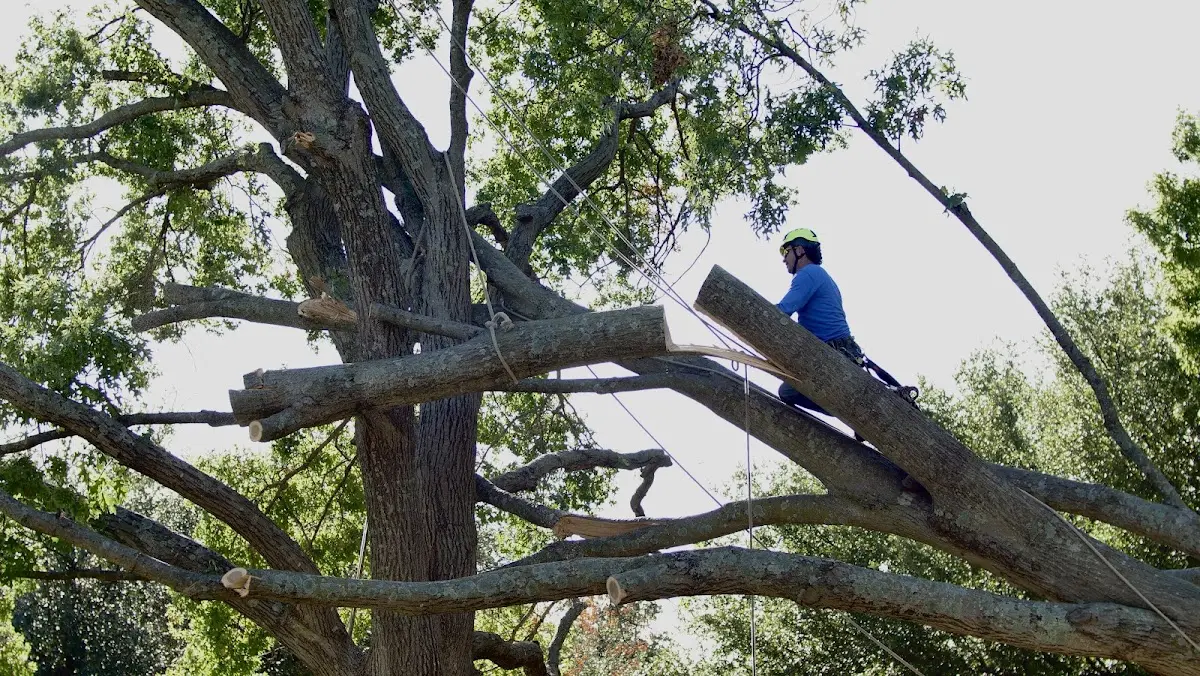 Professional Crown Thinning performed by certified arborists in Toano