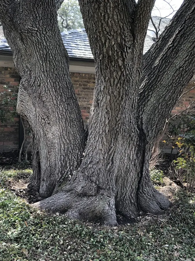 Mature heritage tree close to a Toano property cared for by certified arborists